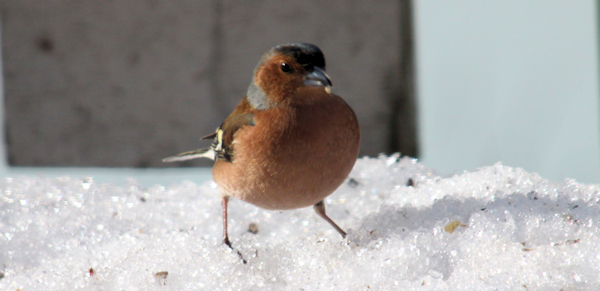 Chaffinch (bokfink)