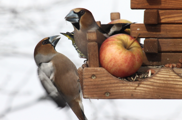 Hawfinch (kjernebiter) 