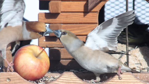 Hawfinch (kjernebiter) 