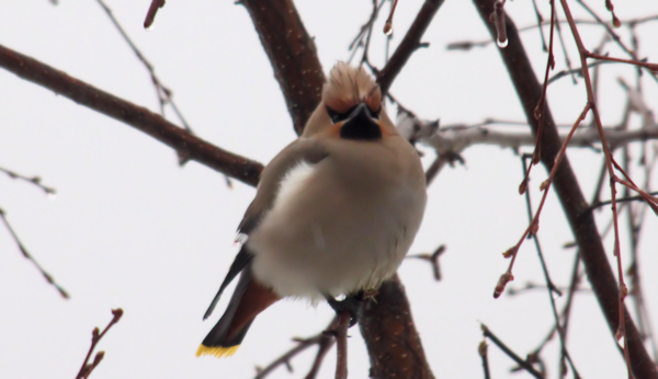 Waxwing (Sidensvans)