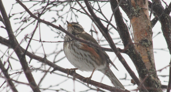 Redwing (Rødvingetrost)