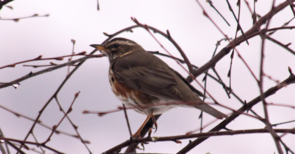 Redwing (Rødvingetrost)