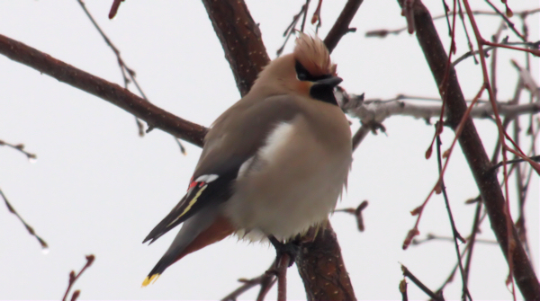 Waxwing (Sidensvans)