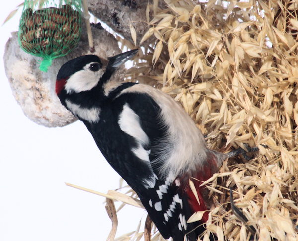 Spotted woodpecker (flaggspett)