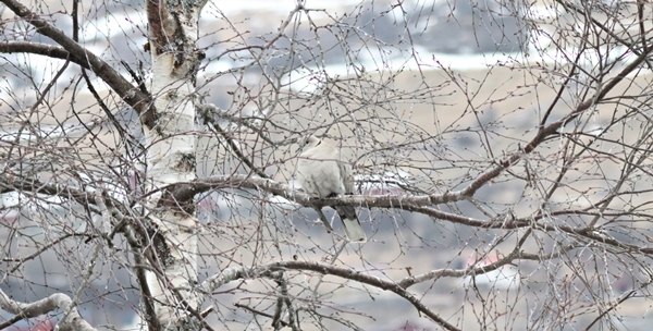 Collared turtle dove (tyrkerdue)