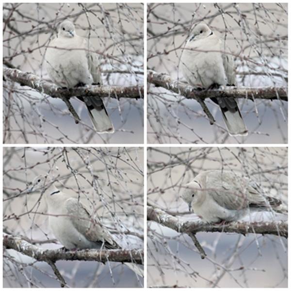 Collared turtle dove (tyrkerdue)