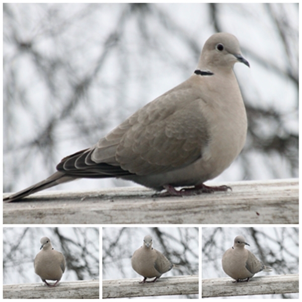 Collared turtle dove (tyrkerdue)