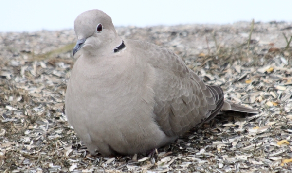 Collared turtle dove (tyrkerdue)