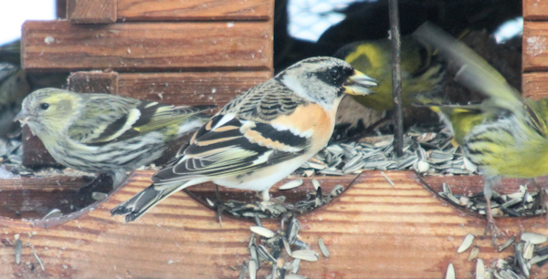 Brambling, bramblefinch (bjørkefink)