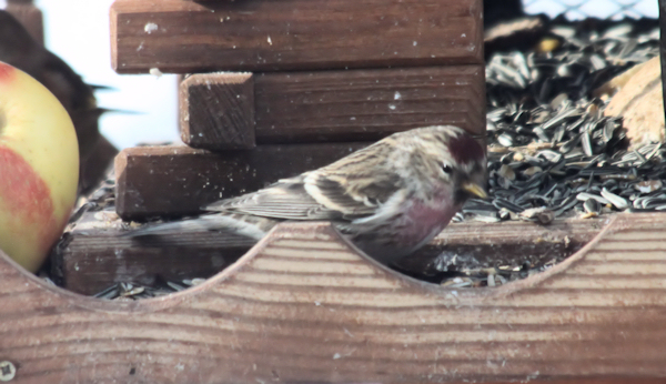 Redpoll (gråsisik)