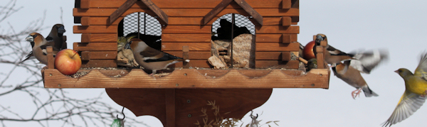 Hawfinch (kjernebiter) 