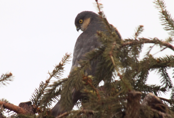 Sparrow hawk (spurvehauk)