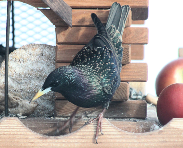 Starling (stær)