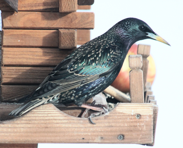 Starling (stær)