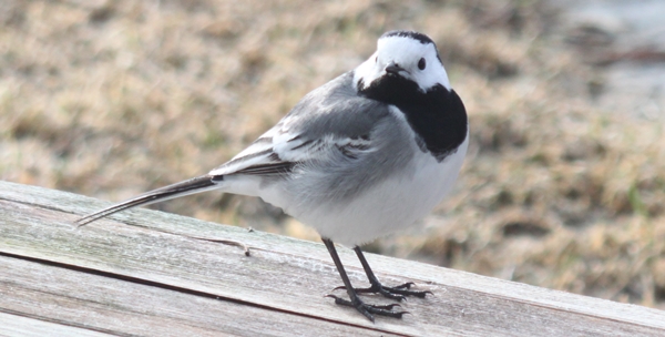 white wagtail (linerle)