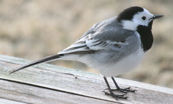 white wagtail (linerle)